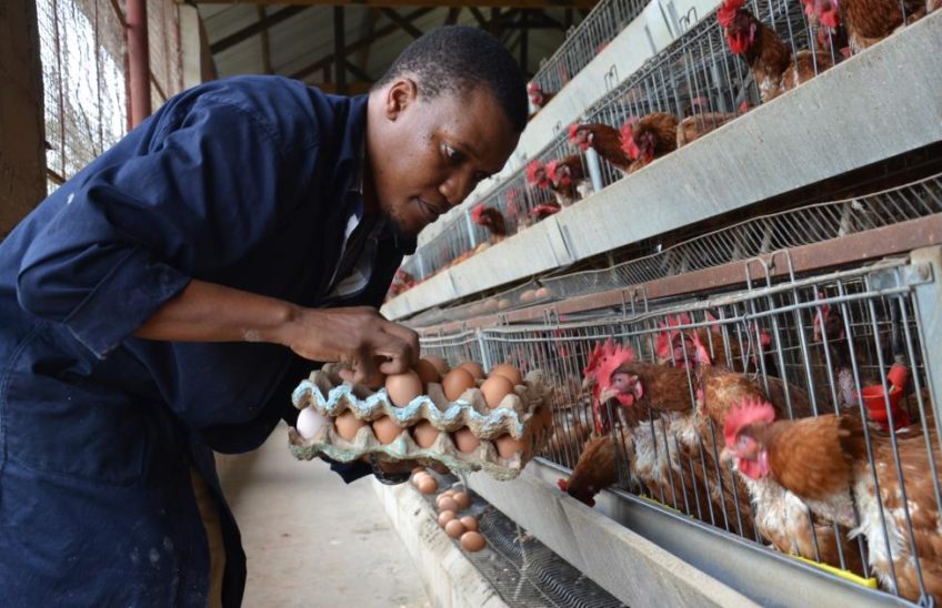 poultry-farming